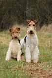 FOX TERRIER 556